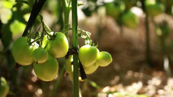 Les Tomates Vertes Poussent Sur Une Branche Dans Jardin Sur — Video