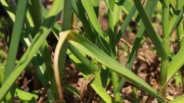 Den Knoblauch Gartenbeet Aus Der Erde Graben Landwirtschaftliche Arbeit Ernte — Stockvideo