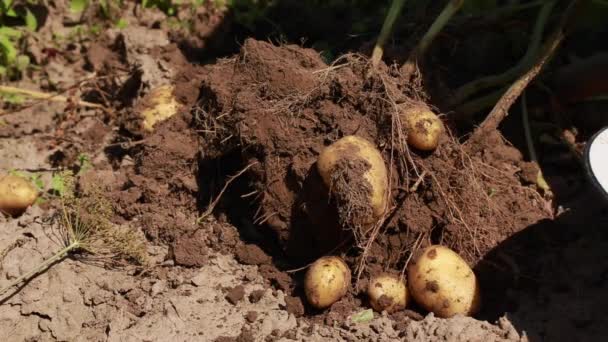 Harvest Garlic Bulbs Roots Thick Green Stems Garlic Put Wheelbarrow — Stock Video