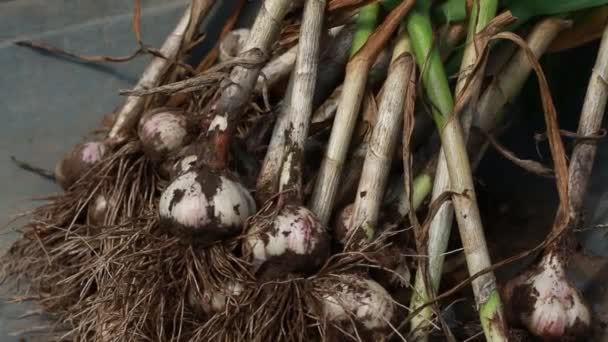 有根的大蒜球茎 浓密的绿色茎 大蒜被放进手推车里 — 图库视频影像