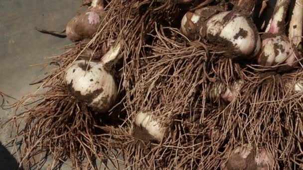 有根的大蒜球茎 浓密的绿色茎 大蒜被放进手推车里 — 图库视频影像