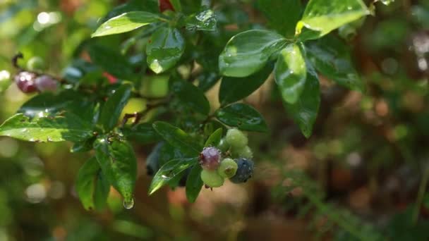 Sträucher Mit Blaubeeren Unter Regentropfen Blaubeeren Reifen Sommerernte Gemüsegarten Und — Stockvideo