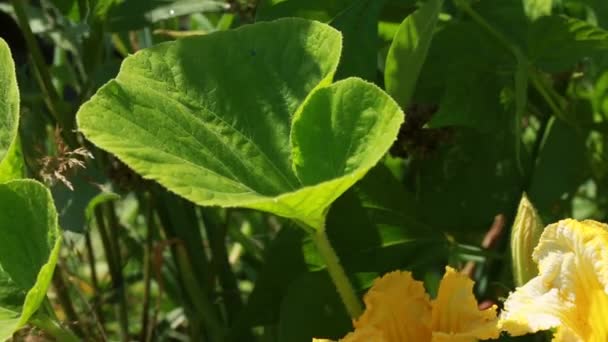 Květy Cukety Zavírají Zahrada Sezónní Sklizeň Přírodní Ekologický Zemědělský Produkt — Stock video