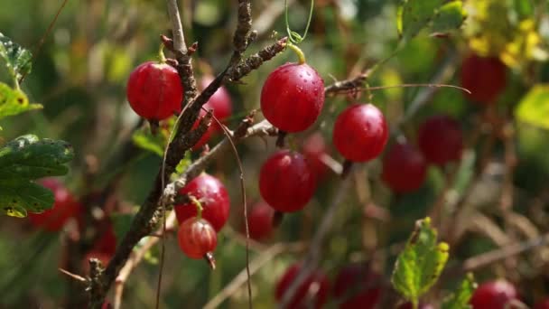 Las Grosellas Rojas Maduran Rama Lluvia Ligera Verano Economía Ecológica — Vídeos de Stock