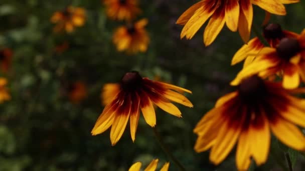 Gelbe Blumen Wachsen Garten Sonniges Wetter Leichter Wind — Stockvideo