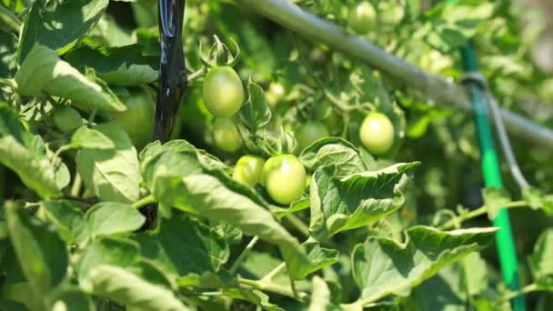 Groene Tomaten Groeien Buiten Seizoen Van Oogst Natuurlijke Ecologische Groente — Stockvideo