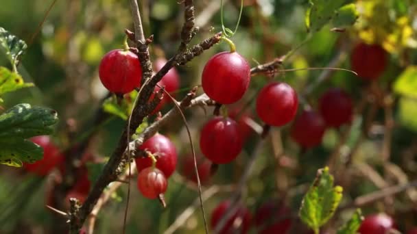 Las Grosellas Rojas Maduran Rama Economía Ecológica Natural Cosecha Jardín — Vídeos de Stock