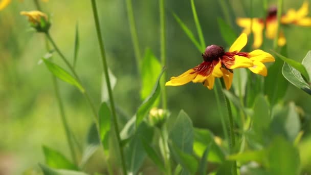 Fiori Gialli Crescono Nel Giardino Tempo Soleggiato Vento Leggero — Video Stock