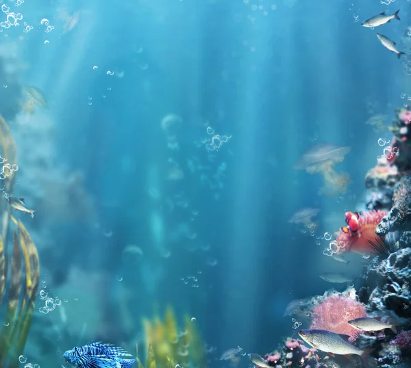 Морпех. Морская жизнь. Аквариум с рыбами и кораллами — стоковое фото