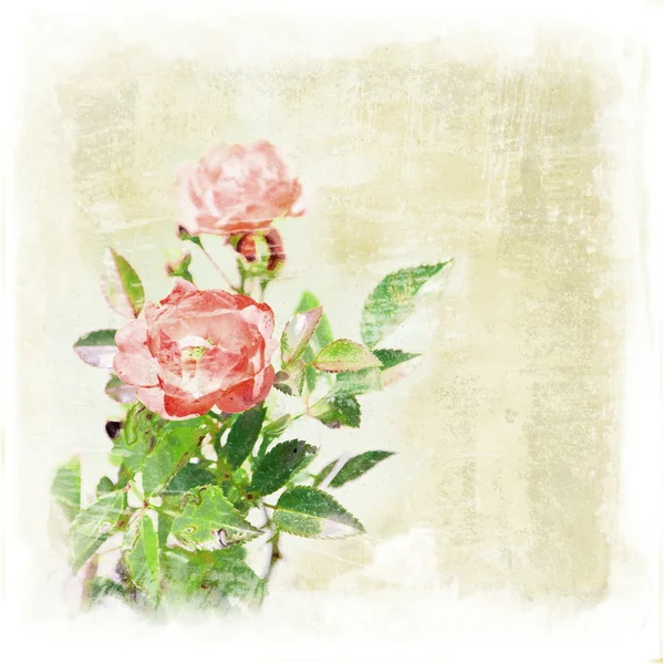 Vignetten von Blumen auf altem Papier — Stockfoto