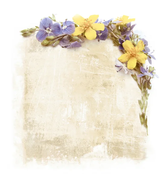 Vignettes of   flowers on old paper — Stock Photo, Image