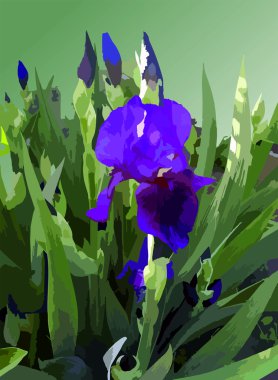 çiçek iris