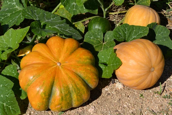 Pumpkin plants in a field Royalty Free Stock Photos