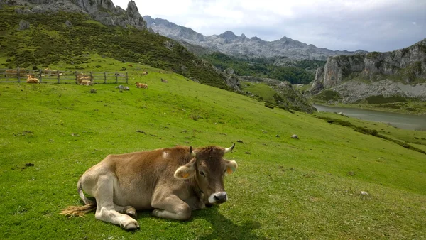 Cow in a pasture in Picos de Europa, Asturias - Spain — Stock Photo, Image