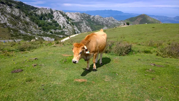 Cow in a pasture in Picos de Europa, Asturias — Stock Photo, Image