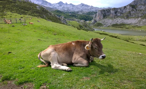 Cow in a pasture at Covadonga Lakes in Picos de Europa — Stock Photo, Image