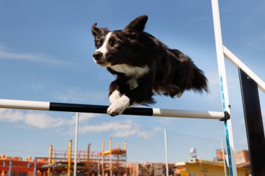 Perro border collie saltando on agility con cielo azul
