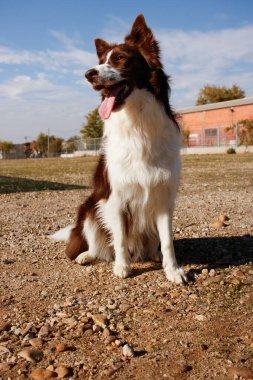Retrato pero Border collie marrn en clase de itaatkar 