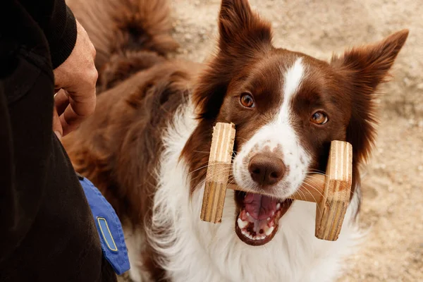 Retrato Perro Border Collie Marrn Con Apport Boca Mirando Gua — Stockfoto