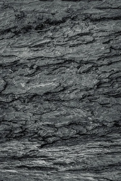 Tree bark in black and white — Stock Photo, Image