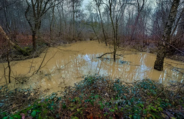 Flooded Forest Due Excess Rain — Stock Photo, Image