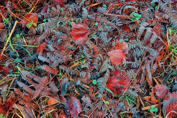 Frosted leaves and ferns — Stock Photo, Image