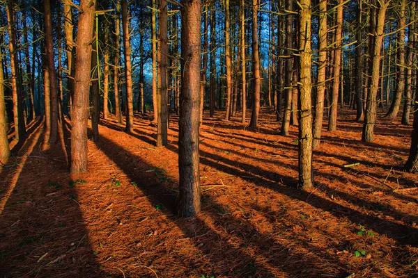 Солнце отбрасывает длинные тени в лесу — стоковое фото