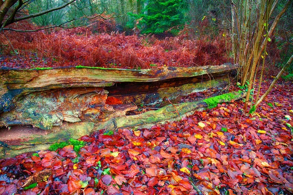 在森林里烂掉的老棵倒下的树 — 图库照片