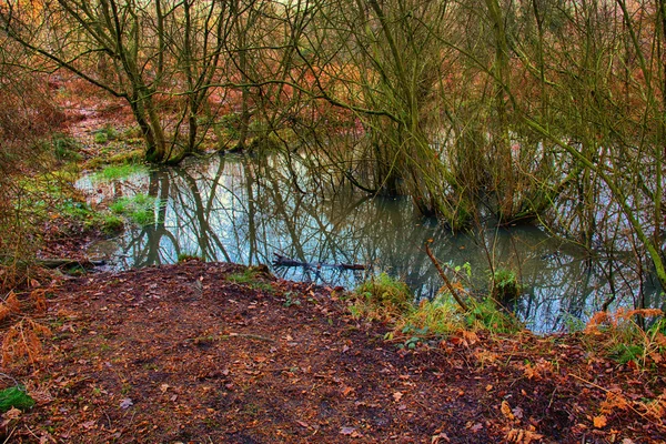 Old pond in autumn — Stock Photo, Image