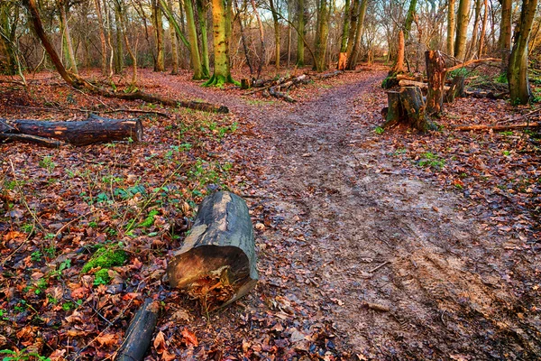 Sentier pédestre en forêt ou bois — Photo