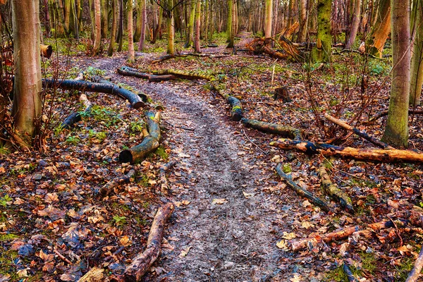 Fußweg im Wald oder Wald — Stockfoto