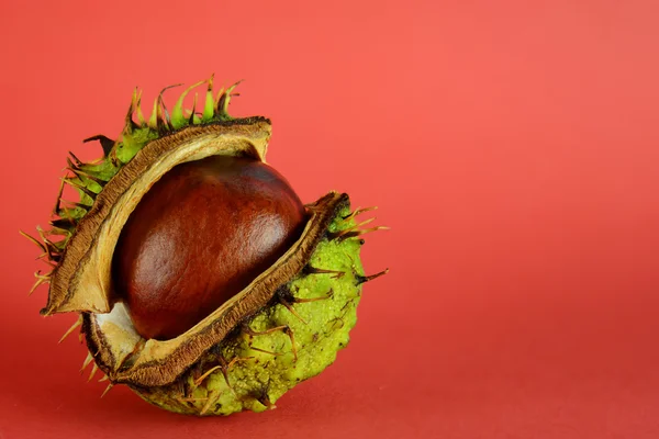 Conker kabuk Conker ortaya çıkarmak için bölme — Stok fotoğraf