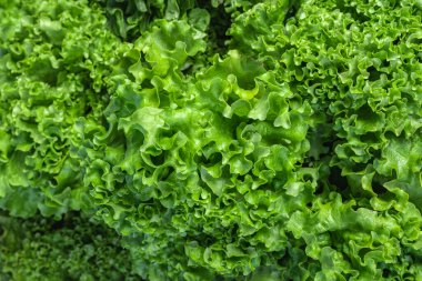Taze salata yapraklarına yakından bak. Yeşil çiğ gıda geçmişi. Yumuşak odak.
