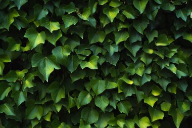 Bitki yaşam duvarının yeşil yapraklarını kapat.