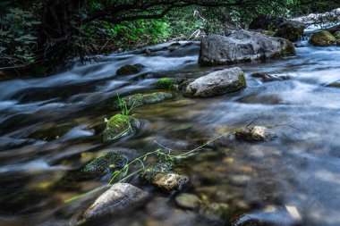 Bulutlu bir günde yosunlu kaya ve kayalarla hızlı akan dağ nehri..