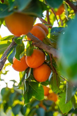 İspanyol bahçesinde yeşil yapraklarla ağaç dalında sallanan olgun portakal hurmaları, seçici bir odak noktası..