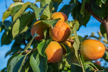 İspanyol bahçesinde yeşil yapraklarla ağaç dalında sallanan olgun portakal hurmaları, seçici bir odak noktası..