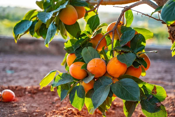 Вирощування Оранжевих Осіб Висять Гілці Дерева Зеленим Листям Іспанському Саду Стокове Фото