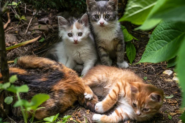 Famiglia Bellissimi Gatti Multicolori All Aperto Gatto Con Graziosi Gattini — Foto Stock