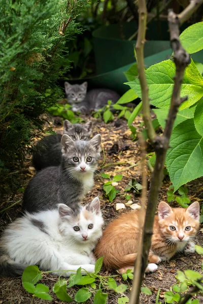 Famiglia Bellissimi Gatti Multicolori All Aperto Gatto Con Graziosi Gattini — Foto Stock