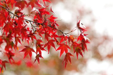 Japonya 'da sonbahar sezonu boyunca sarı akçaağaç iznine yakın, doğal manzara.
