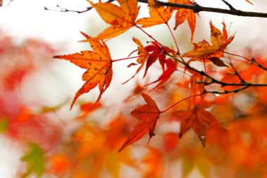Japonya 'da sonbahar sezonu boyunca sarı akçaağaç iznine yakın, doğal manzara.