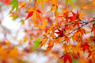 Japonya 'da sonbahar sezonu boyunca sarı akçaağaç iznine yakın, doğal manzara.