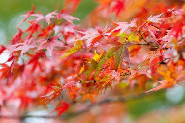 Japonya 'da sonbahar sezonu boyunca sarı akçaağaç iznine yakın, doğal manzara.