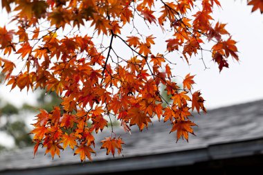 Japonya 'da sonbahar sezonu boyunca sarı akçaağaç iznine yakın, doğal manzara.
