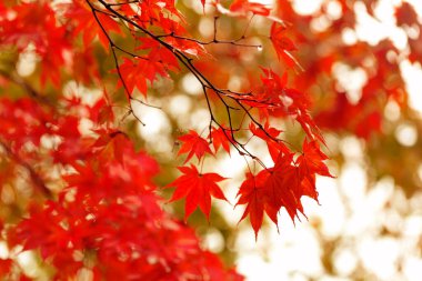 Japonya 'da sonbahar sezonu boyunca sarı akçaağaç iznine yakın, doğal manzara.