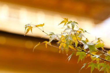 Japonya 'da sonbahar sezonu boyunca sarı akçaağaç iznine yakın, doğal manzara.