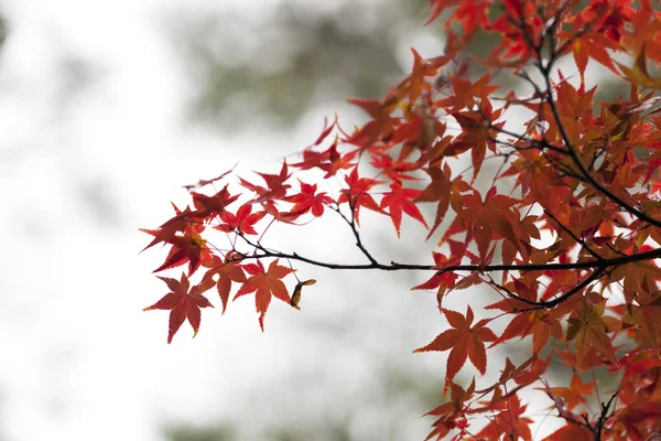 Zbliżenie Żółty Klon Urlopu Jesienią Sezon Japonii Naturalne Tło Krajobraz — Zdjęcie stockowe