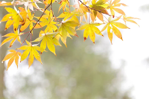 Zbliżenie Żółty Klon Urlopu Jesienią Sezon Japonii Naturalne Tło Krajobraz — Zdjęcie stockowe