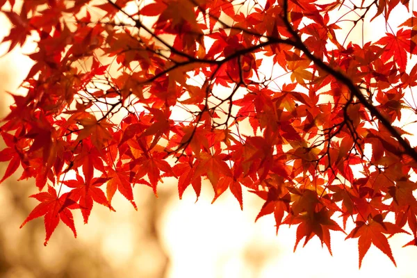 Zbliżenie Żółty Klon Urlopu Jesienią Sezon Japonii Naturalne Tło Krajobraz — Zdjęcie stockowe